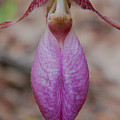 The Ever So Rare Ladyslipper